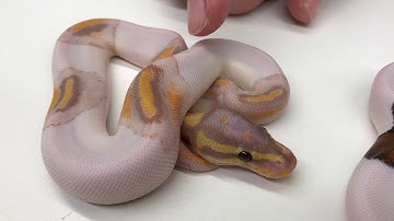 2018 Ball Pythons #17  Pied combos.  Enough Said!