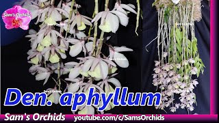 21Mounting Dendrobium aphyllum keikis Orchid update (2021/04)