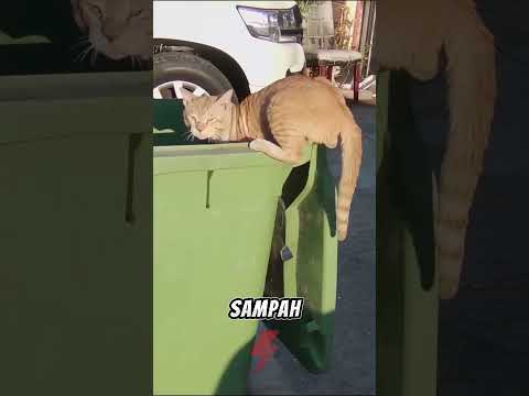 HANCURKAN kaleng makanan sebelum dibuang ‼️