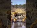 Lion & Lionesses #animals #youtubeshorts #wildlife #video #lion #king #nature #safari #catlovers
