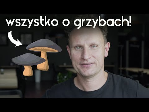 WSZYSTKO co musisz wiedzieć o GRZYBACH! | Pogadanka [POSMAKUJ POLSKI]