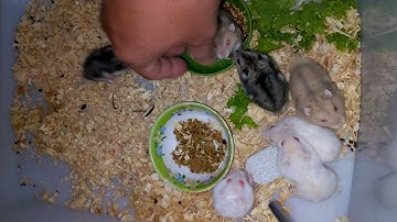 đây là đàn chuột hamster campel không sợ người nè