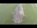 HUGE Flathead Catfish Sneaks Up On Fisherman