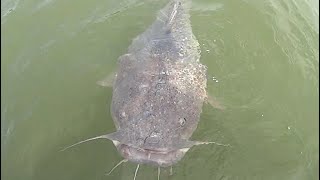 HUGE Flathead Catfish Sneaks Up On Fisherman