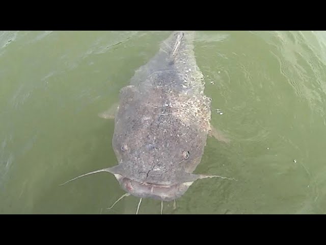 Catching Early Morning Catfish! (The Morning Bite) 