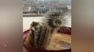 Squirrel Wagging Tail