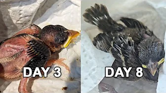 Raising a Baby Bird from Hatchling to Teenager 🐦 | Vlog #1825