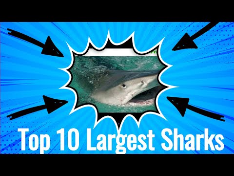 Vídeo: Sixgill shark: habitat, aparência, perigo para os humanos