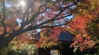 普門寺　紅葉寺　愛知紅葉スポット　Fumonji Temple　Momiji　Temple　Autumn　leaves　spot