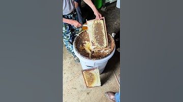 Professional beekeeper