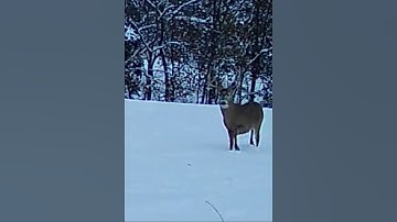 Awesome buck footage from the Tactacam Reveal!  #tactacam