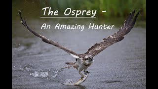 The Osprey (Pandion haliaetus) -  A Fishing Master