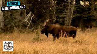 Everyman With a Big Heart Wins an Awesome Hunt for Newfoundland Moose