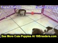 English Bulldog, Puppies, For, Sale, In, Edmond, Oklahoma, OK, Cleveland, Comanche, Canadian, Rogers English Bulldog, Puppies, For, Sale, In, Edmond, Oklahoma, OK, Cleveland, Comanche, Canadian, Rogers