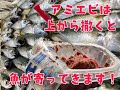 アミエビ上撒きで魚を狂わせる('◇')ゞ　　フィッシングマックス芦屋店