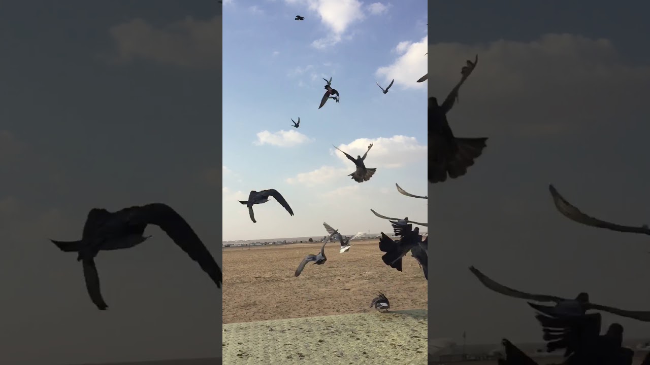 قاعده اللوت حمام المعجل