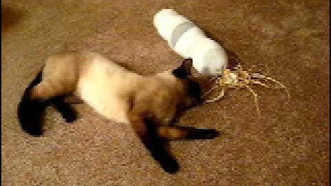 Claudia Kitty & Her Catnip Sock