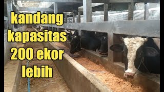 Kandang sapi terbesar di daerah wonosobo spesialis sapi stroli untuk hajatan maupun qurban