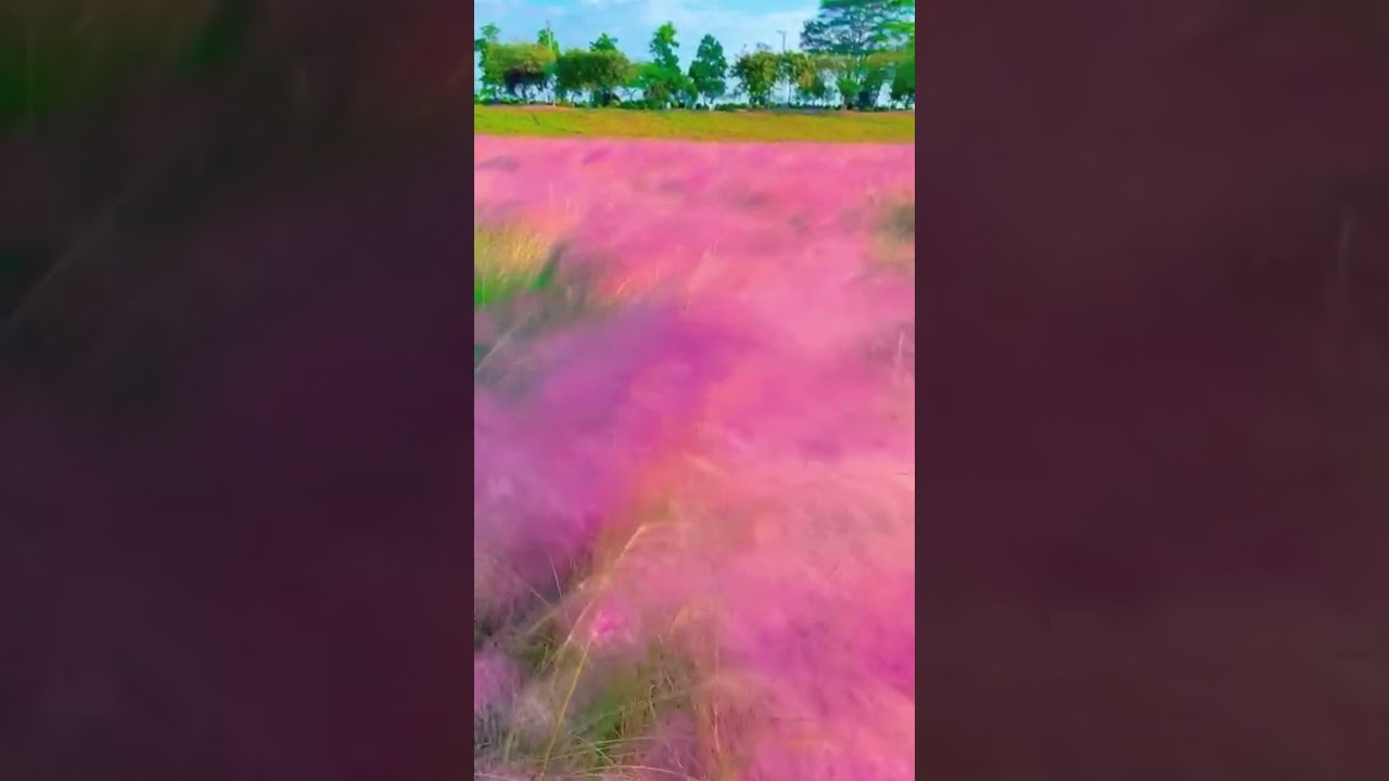 Romantic pink fiddler~ 