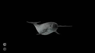 The Rookies Weekly Drill 035 - #UnderwaterCreature - 3D Model Turntable