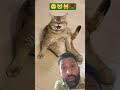 funny cat #cat #funny#cats#reelsindia