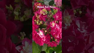 Гортензия крупнолистная 🌸🌸Фазер Хот Пинк 🌸🌸🌸 Конфети Дрим 🌸🌸🌸22.05.25