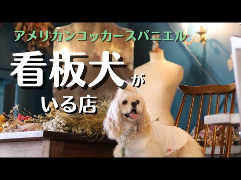 アメリカンコッカースパニエル 子犬 * 店主さんのDIY・素敵カフェで、可愛いアメコカちゃんと出会った♪