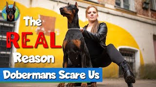 The REAL Reason People Are Afraid of Dobermans