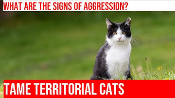 Taming Territorial Aggression in Cats: Tips and Tricks