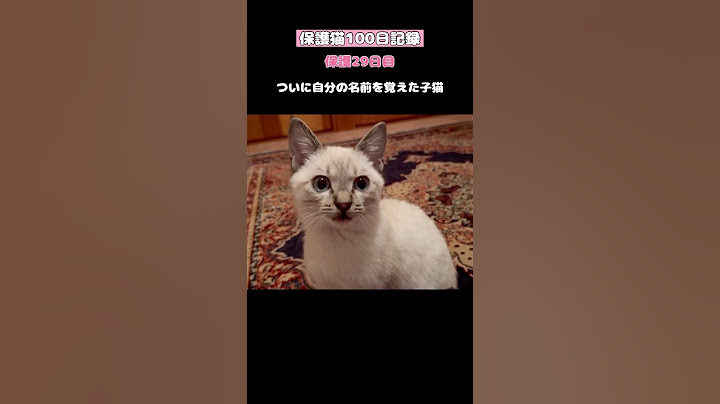 ついに自分の名前を覚えた子猫【保護猫100日記録〜29日目】 #ネコ #子ネコ #ねこ