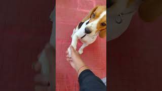 # My dog Learning new tricks#Leo#begel dog