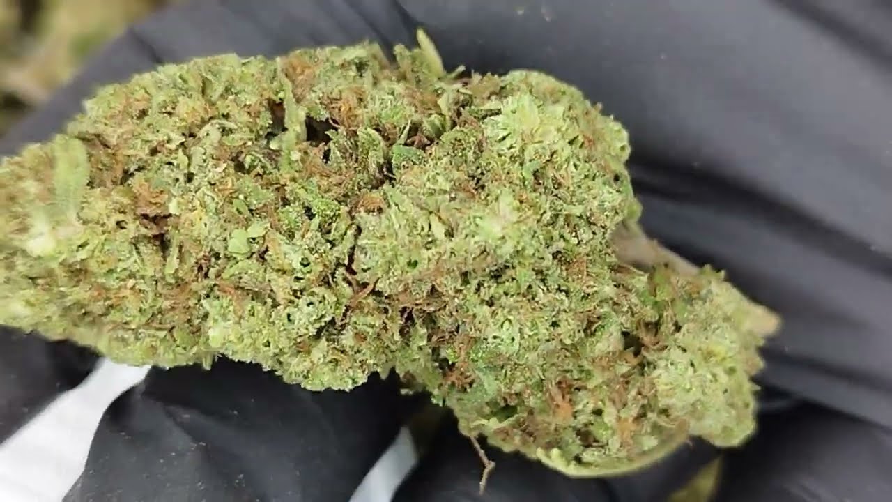 Amnesia OG - Fleur CBD - Cannabis Légal - Kanamasté