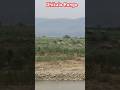 Elephants at Dhikala Range Corbett National Park #viralvideo #viralshorts #nature #wildlife #viral