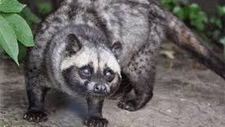 Breeding musang