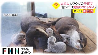 大忙し カワウソの子育て　“抱っこ”は愛情だけじゃない