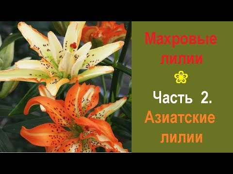 ❀ Махровые лилии. Часть 2. Азиатские махровые лилии