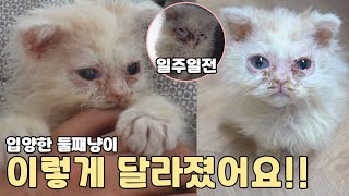 상태가 너무 심각했던 아기 고양이.. 지금은 너무 좋아졌어요 예쁜 이름도 지어줬구요 애교뿜뿜 귀염주의!!