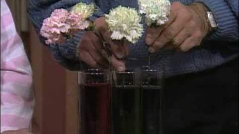 Colorful Carnations - Mr. Wizard