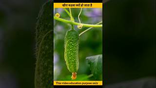 खीरा कड़वा क्यों होता है why is cucumber bitter shorts facts cucumber