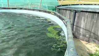 استخدام الازولا لتغذية اسماك البلطي ، الازولا ، تربية الاسماك ، مشاريع زراعية