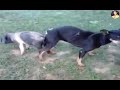 Big Dog mating With tiny Pig - Dog and pig Mating