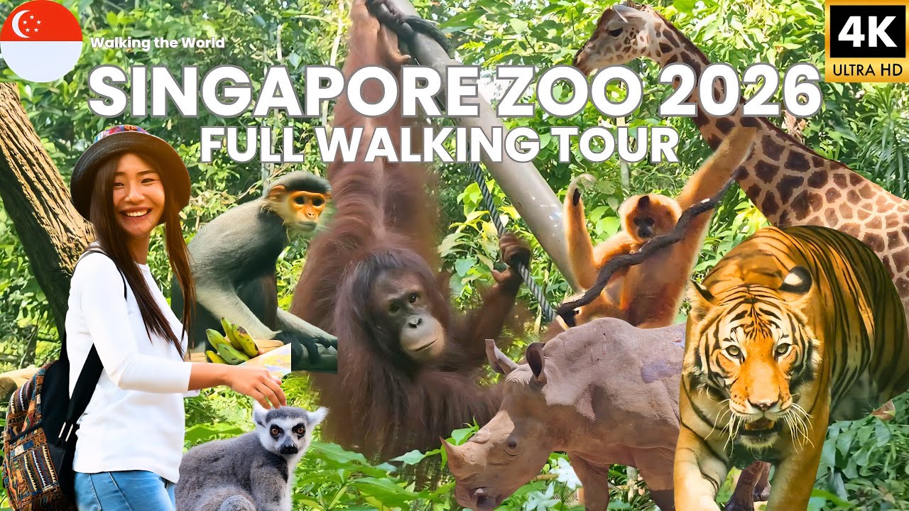 Singapore Zoo 2026 FULL Tour - Asia's Best Zoo! [4K]