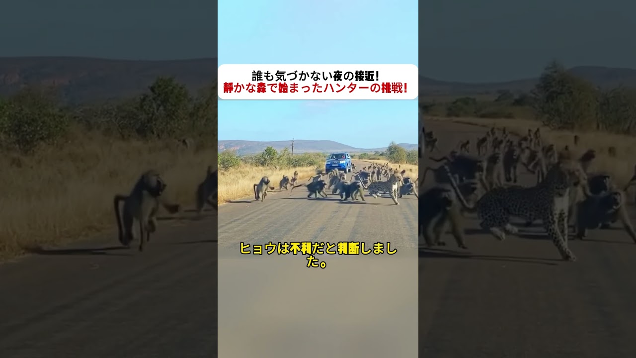 誰も気づかない夜の接近！ 静かな森で始まったハンターの挑戦！ #ジャングル #ヒョウ #動物ドキュメンタリー #自然 #アフリカ
