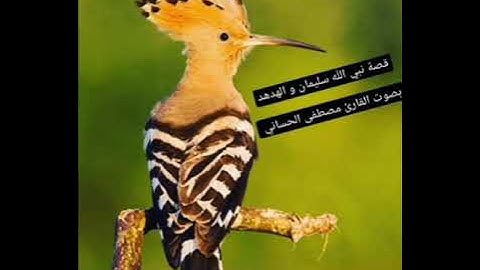 إلى عشاق الطور المصري تلاوة بالطور المصري ماتيسر من سورة النمل بصوت #القارئ_مصطفى_الحساني