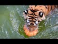 Водное поло в бассейне тигров :) Тайган | Water polo in the pool with tigers :) Taigan