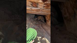 Ike Coming Up From His Hole