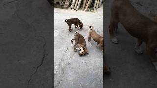 Cute Street Puppies ♥️ #love #awareness