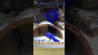 見たことのない青いザリガニと脱皮の殻