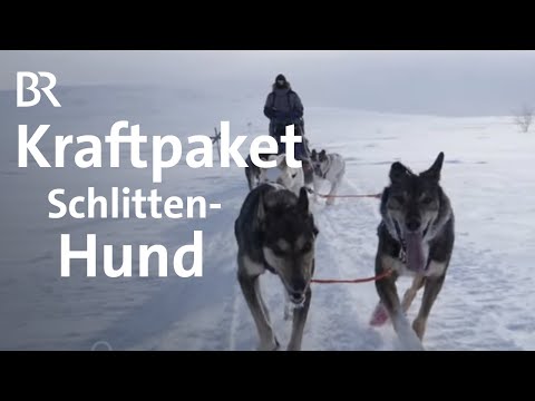 Video: Was Macht Winterspaß: Hundeschlittenfahren