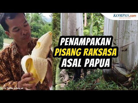 Video: Apakah pisang musa bisa dimakan?